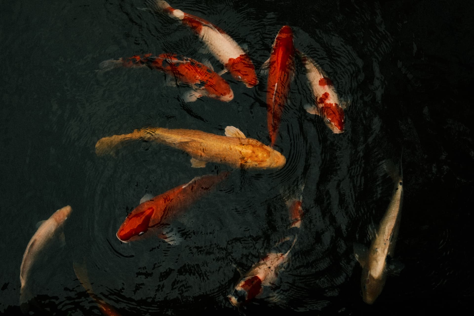 Several red, white, and golden koi fish swimming in a dark, rippling pond with complex swirling water patterns, photographed from above in deep, moody tones.