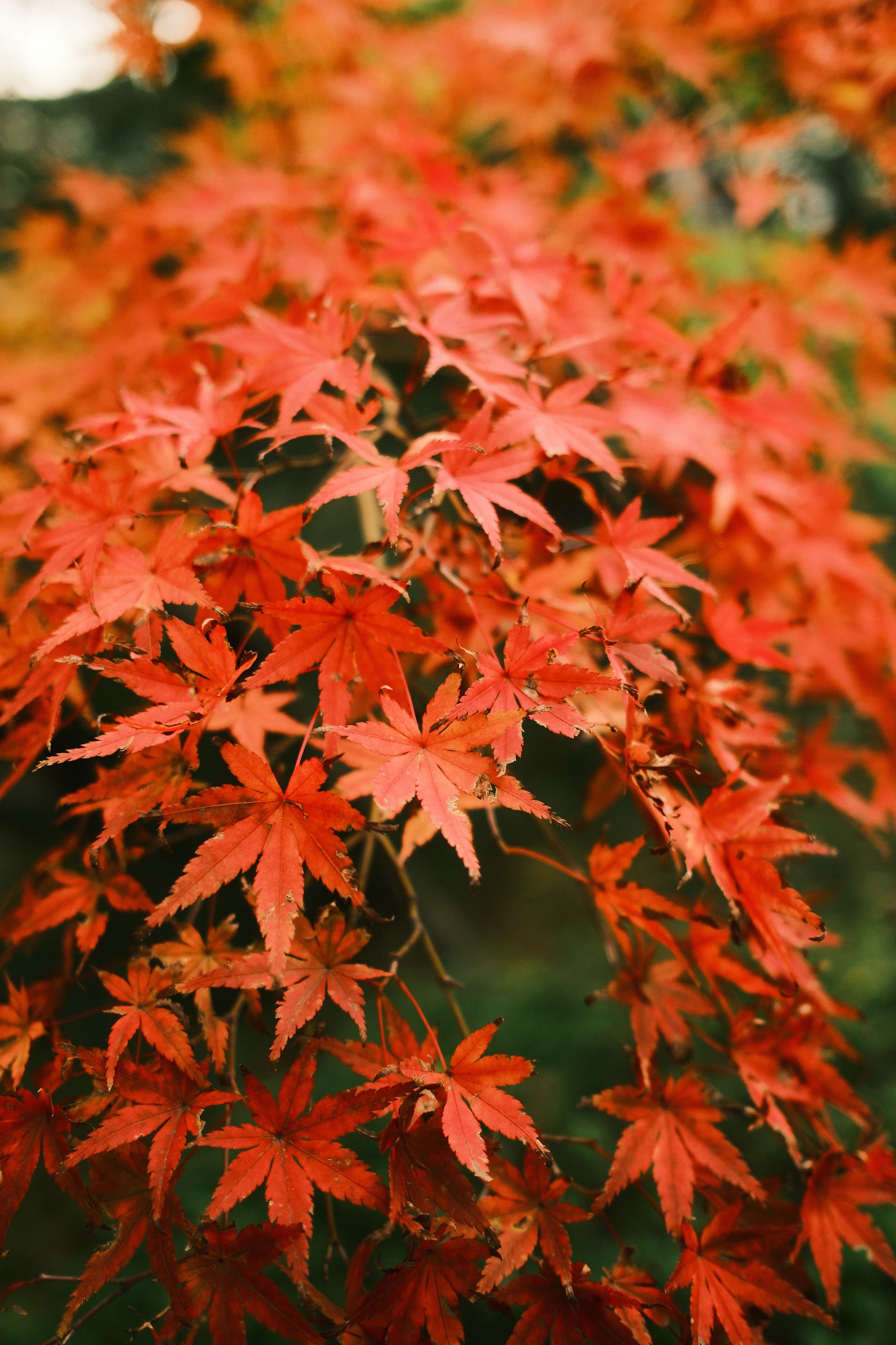 Dense cluster of vibrant red Japanese maple leaves (momiji) in autumn, with a blurred green background showing soft depth of field during fall season in Japan.