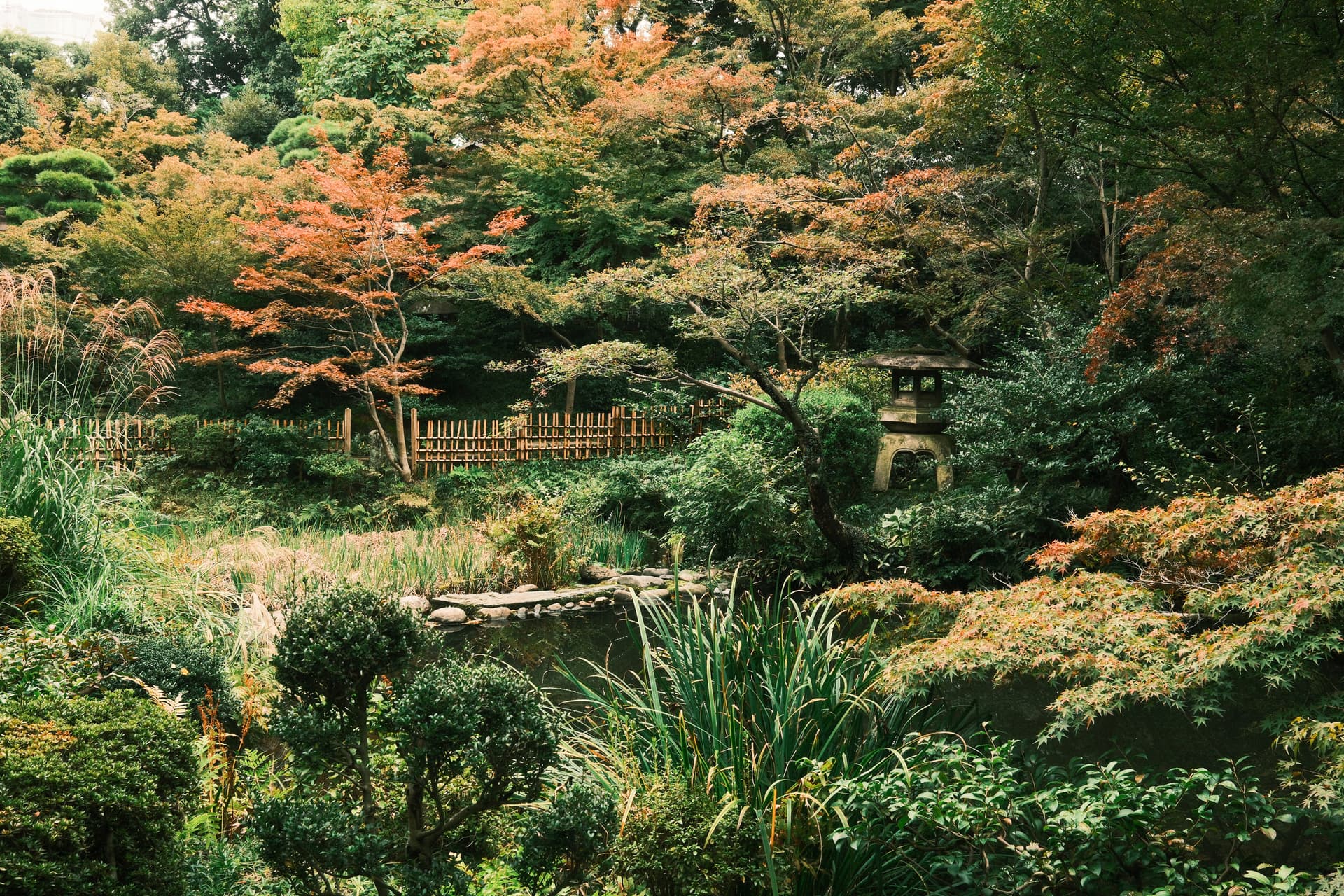 A tranquil Japanese garden with autumn-toned maple trees, featuring a rustic wooden fence, stone lantern, and lush greenery surrounding a small stone pathway and pond in a naturalistic landscape.