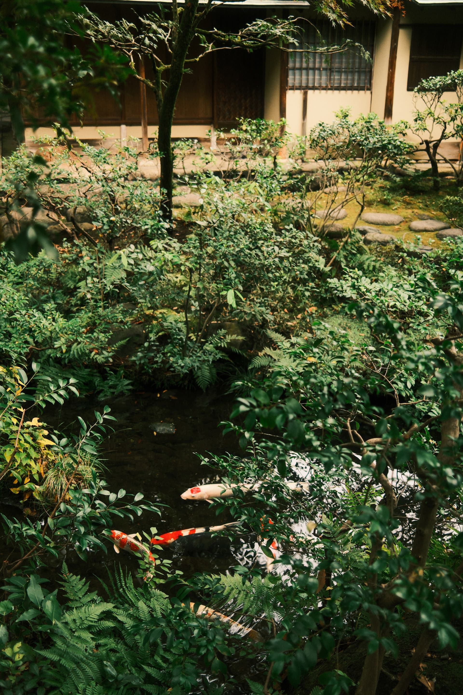 A serene Japanese garden with lush greenery, ferns, and a small pond where two red and white koi fish swim among the foliage, with a traditional Japanese building visible in the background.