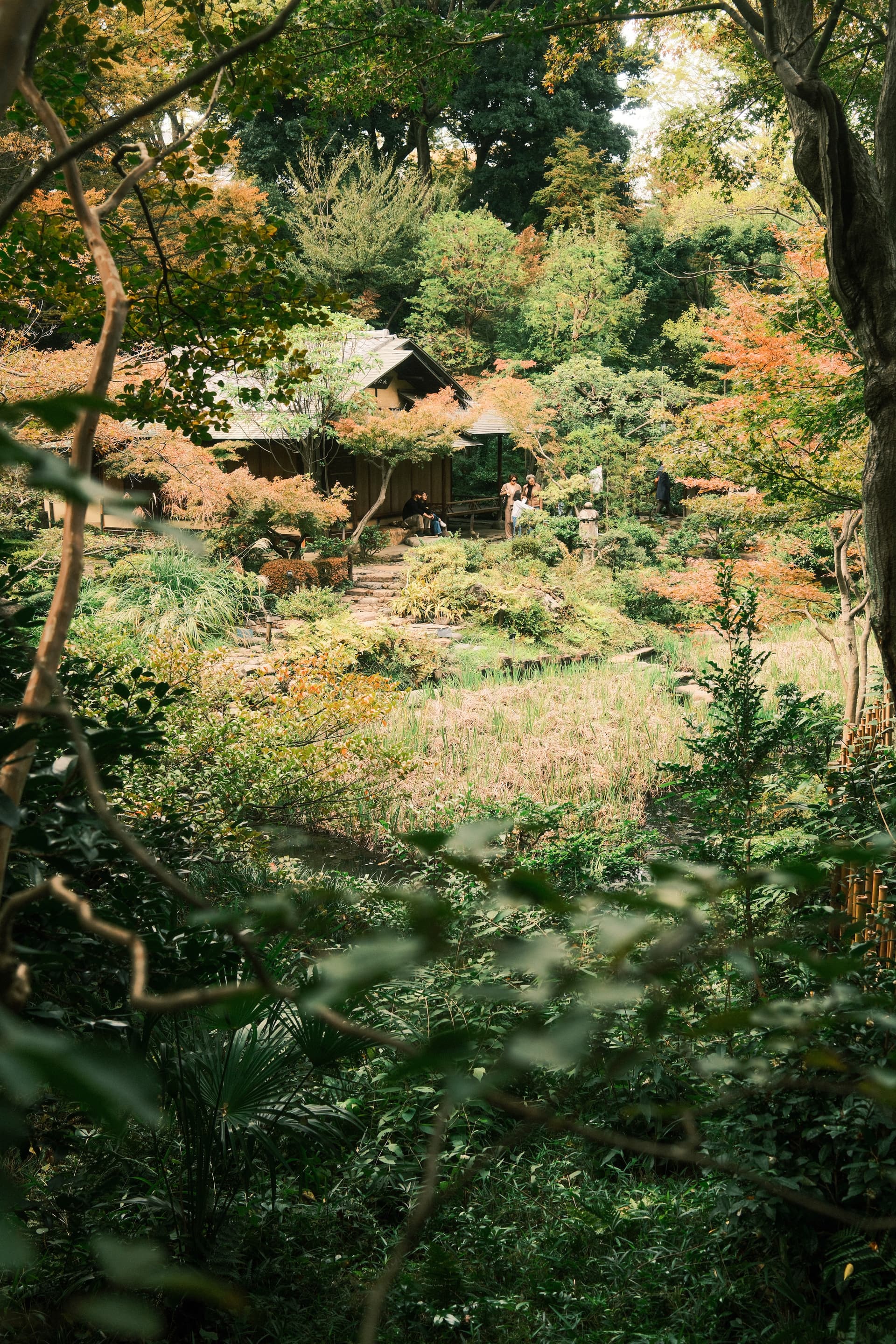 A traditional Japanese garden in autumn, with a wooden teahouse nestled among trees displaying golden and green foliage. Lush vegetation frames a serene landscape, capturing the changing seasonal colors and tranquil architectural elements.
